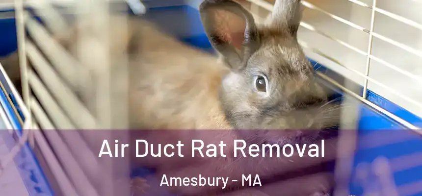 Air Duct Rat Removal Amesbury - MA
