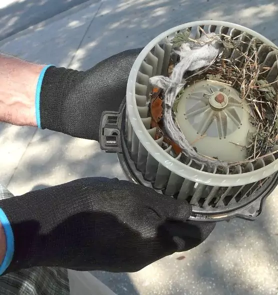 About Air Duct Mice Removal in Amesbury, MA